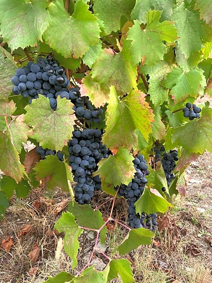 Placido Hotel Douro - Tabuaco