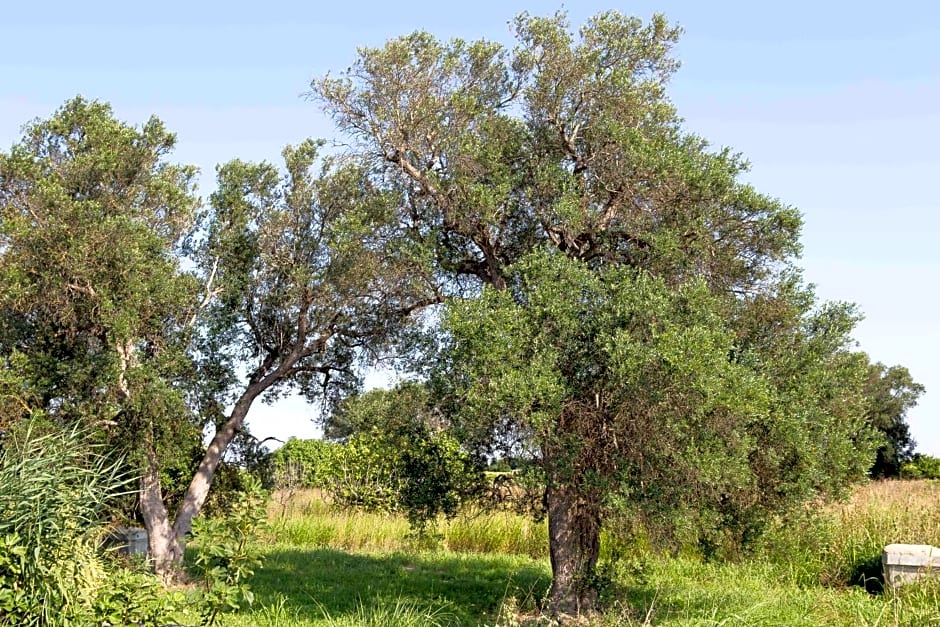 Iori Salento B&B