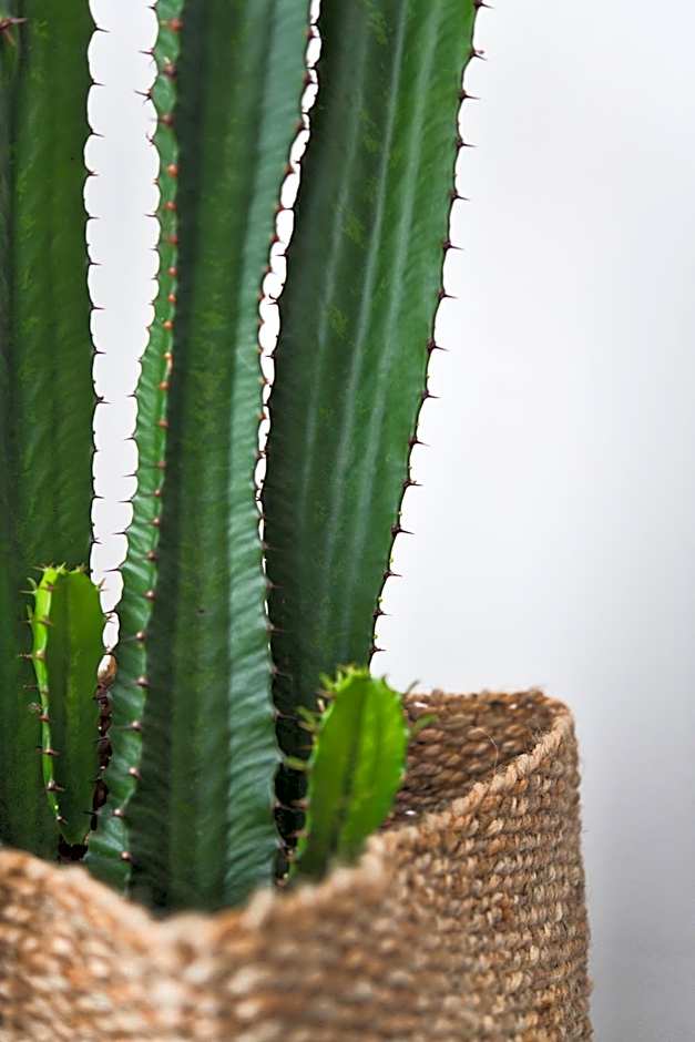 Salotto Brè - Bed & Breakfast charming rooms