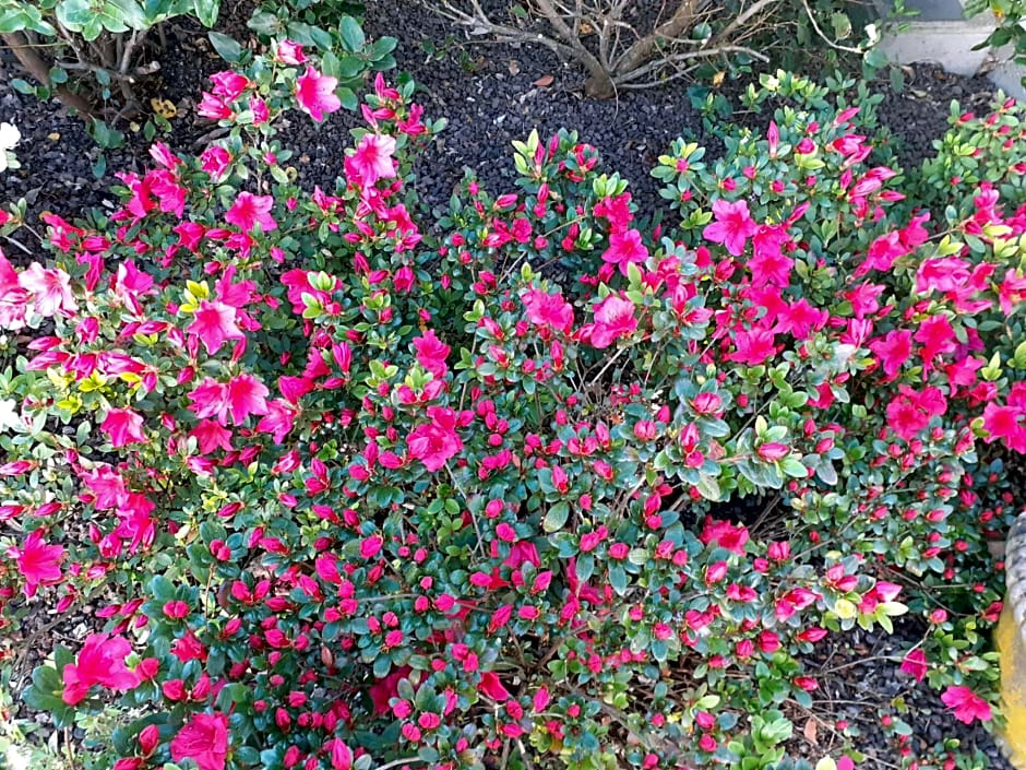 Manoir de l'As de Trèfle