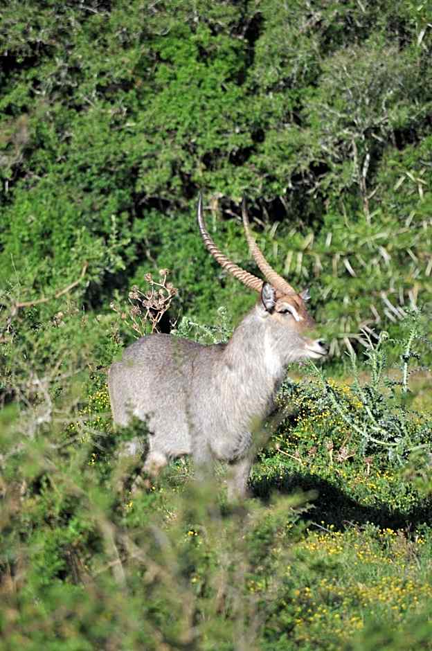 Hopewell Private Game Reserve