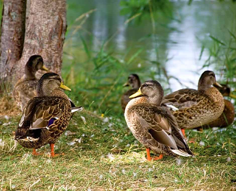 Club Wyndham Tamarack