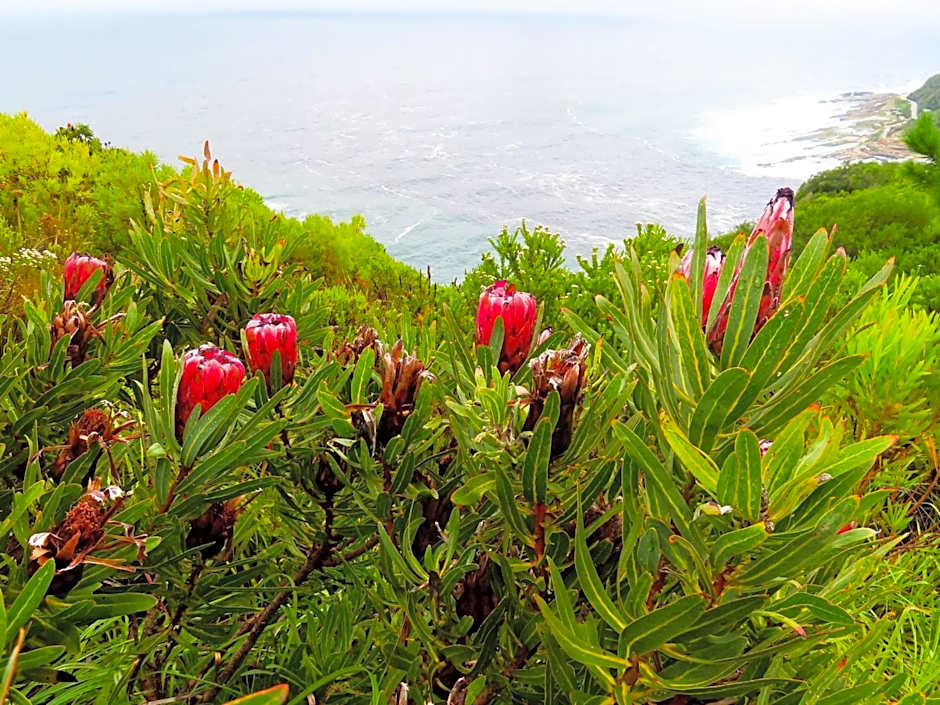 The Hive - Jungle at Misty Mountain Reserve