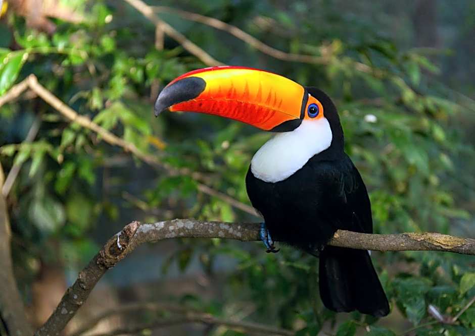 Chalé Container Nobres Asa Própria