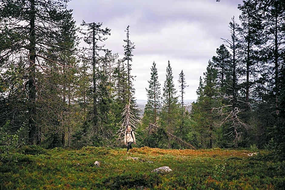 Lapland Hotels Riekonlinna