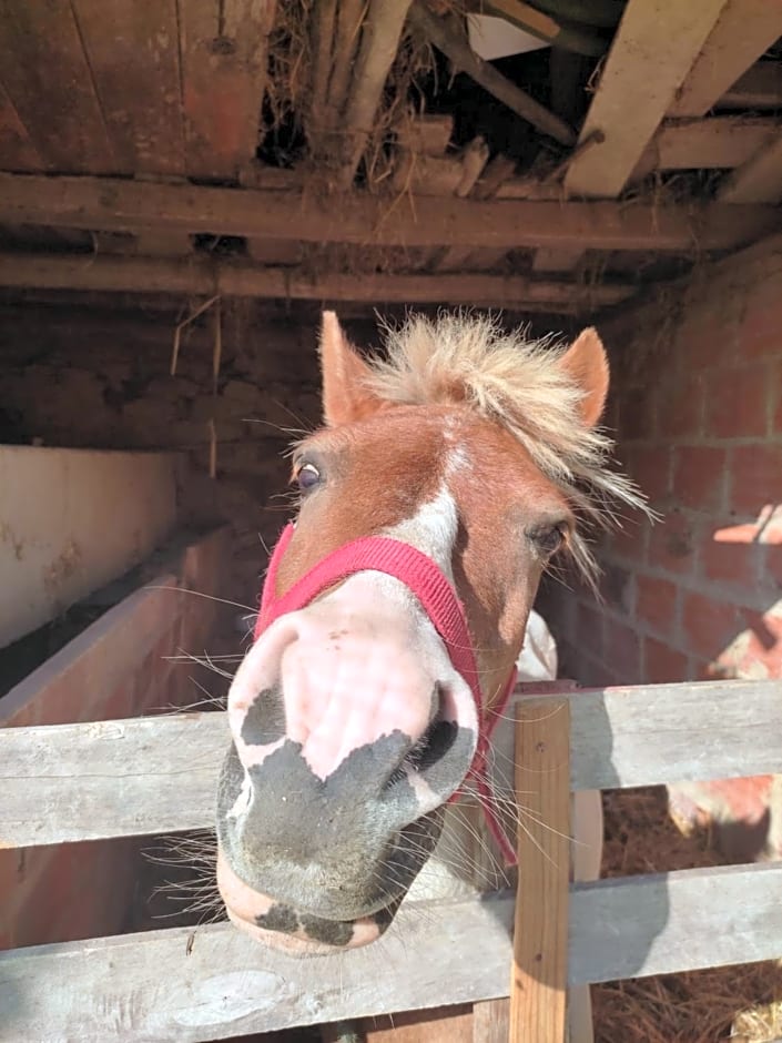 Nature et al House - Casa para uso exclusivo e jardim - Little farm