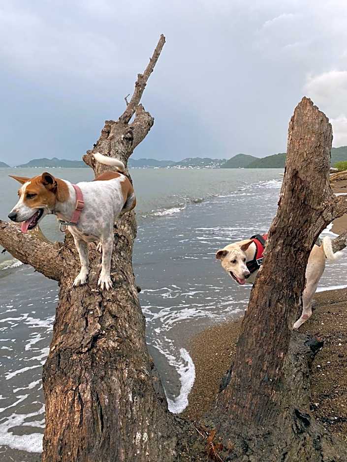 Cool Breeze Authentic Hotel Labuan Bajo Komodo