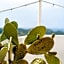 Paradise Relais Villa Janto'