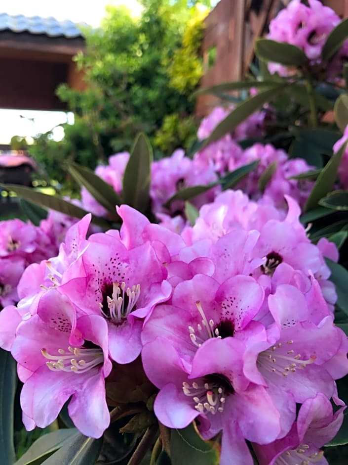 Domki letniskowe u Marty