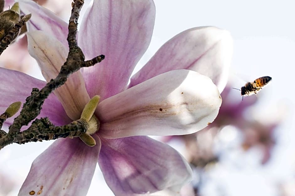 La Magnolia