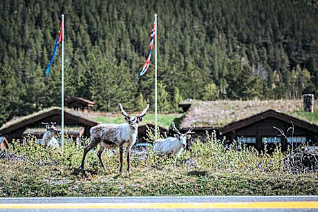 Saltdal Turistsenter