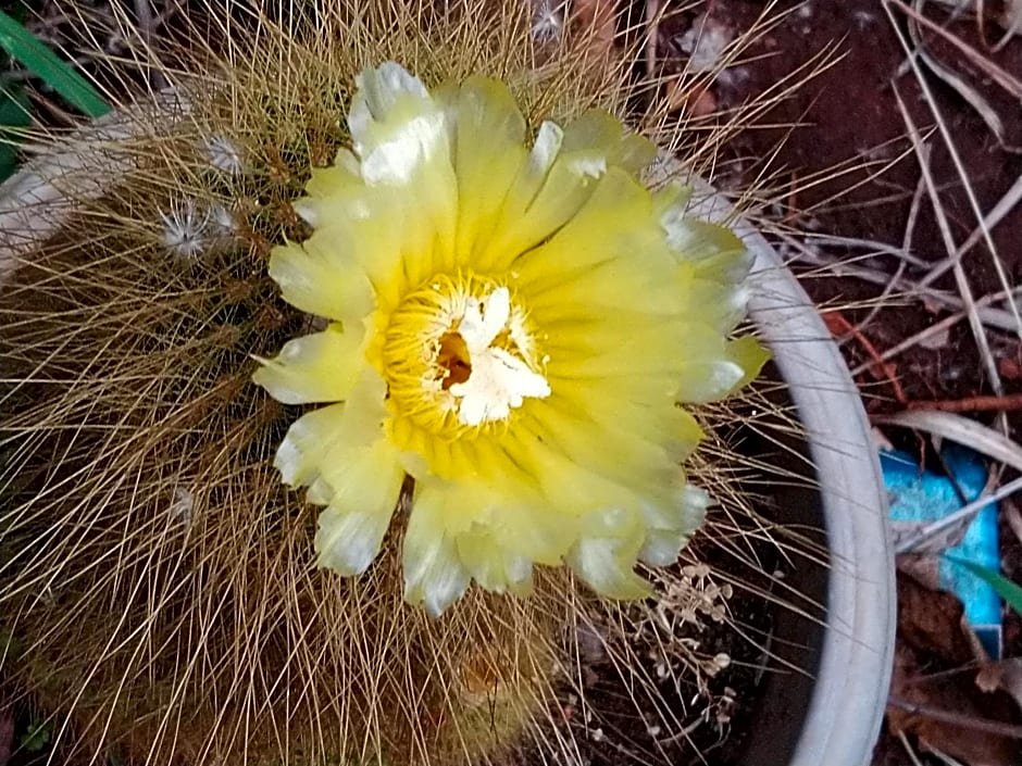 Café com Arte Pousada Ecológica