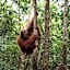 Jungle Trekking & Jungle Tour only stay here if you are and you must booking jungle trekking with us