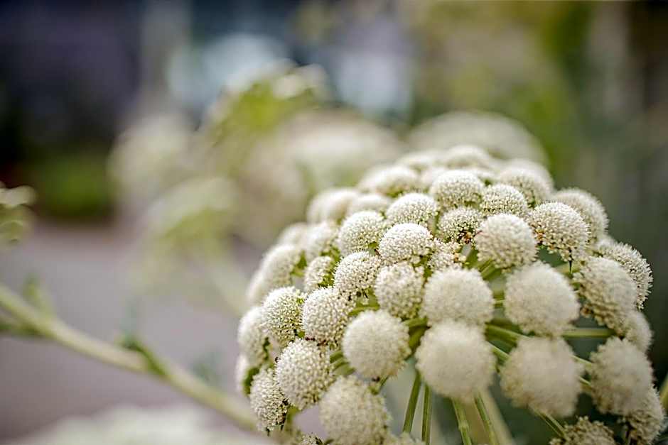 Hotel Garni Toscanina - Adults Only