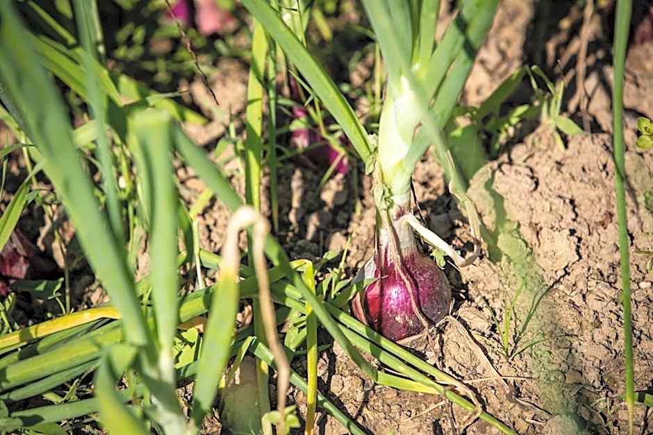 Villa Ginevra Resort Agrituristico