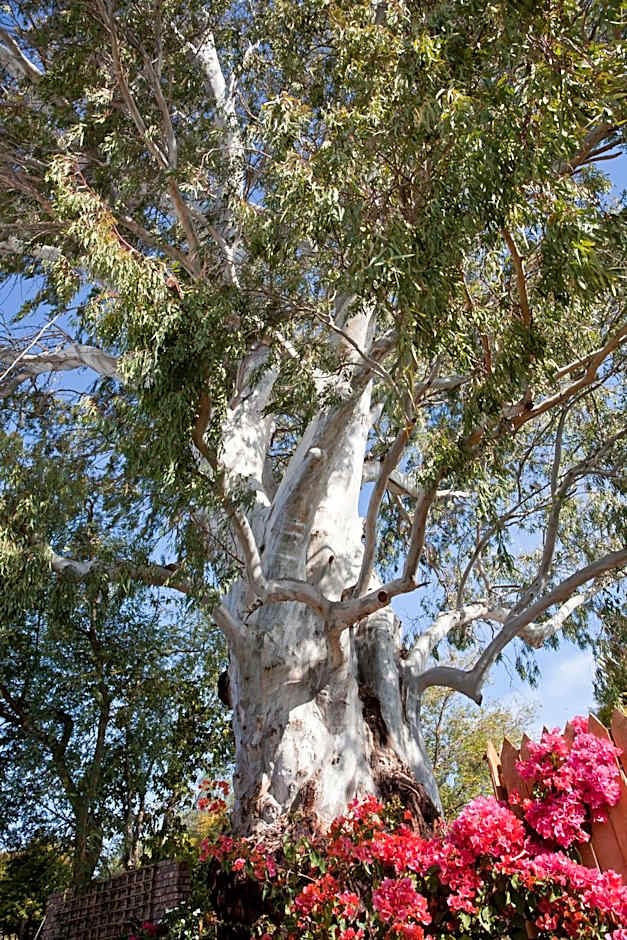 The Queen Of Calitzdorp