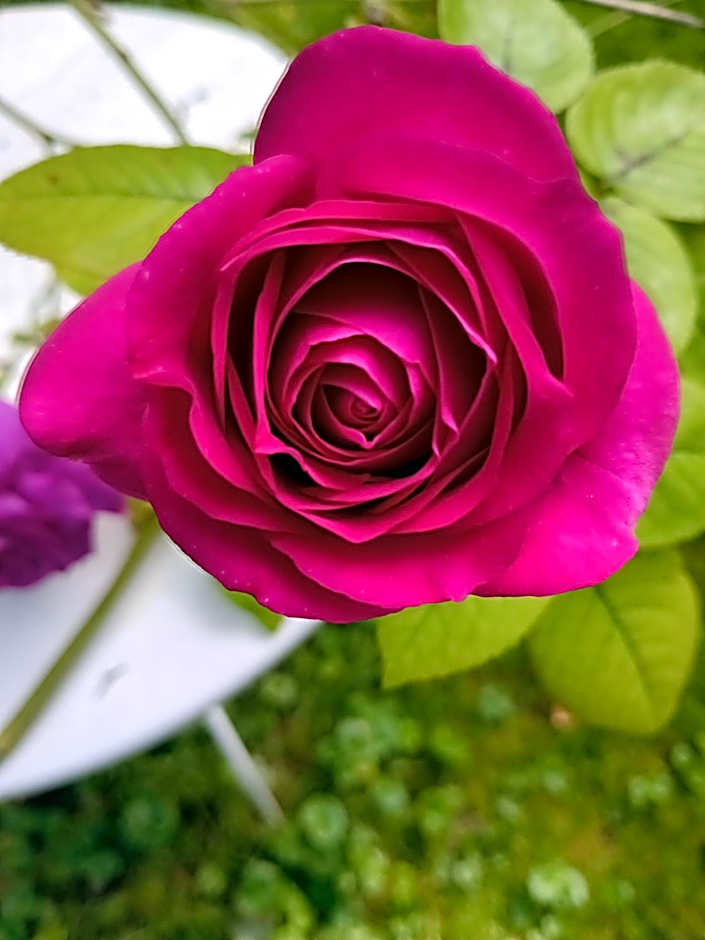 Le Moulin des Roses