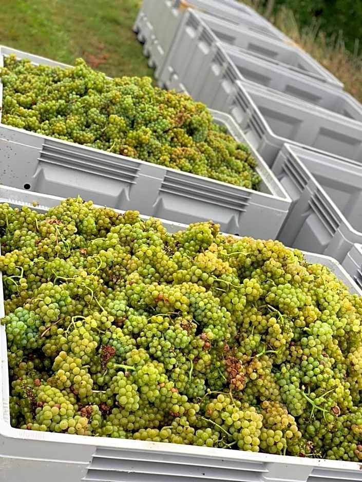 The Hampton Hock's - Wellness & Wine