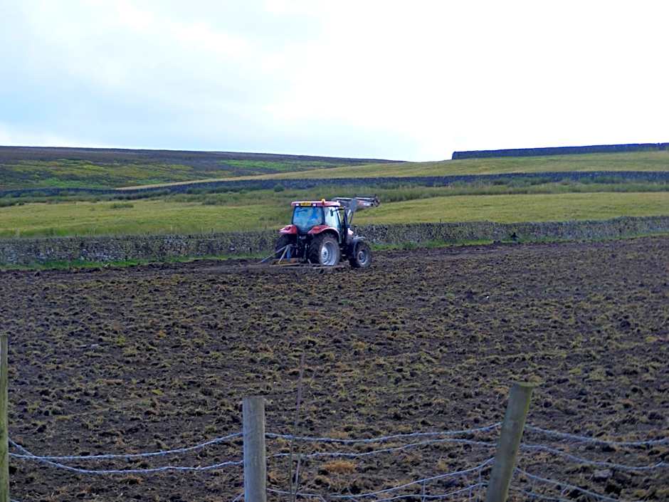 The Dog and Partridge