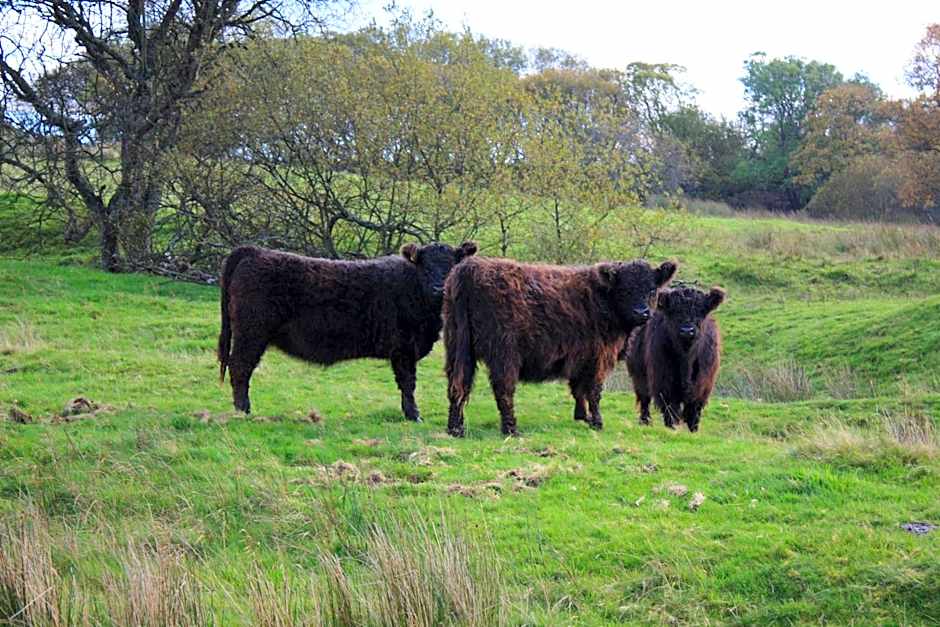 The White Horse Inn Bunkhouse