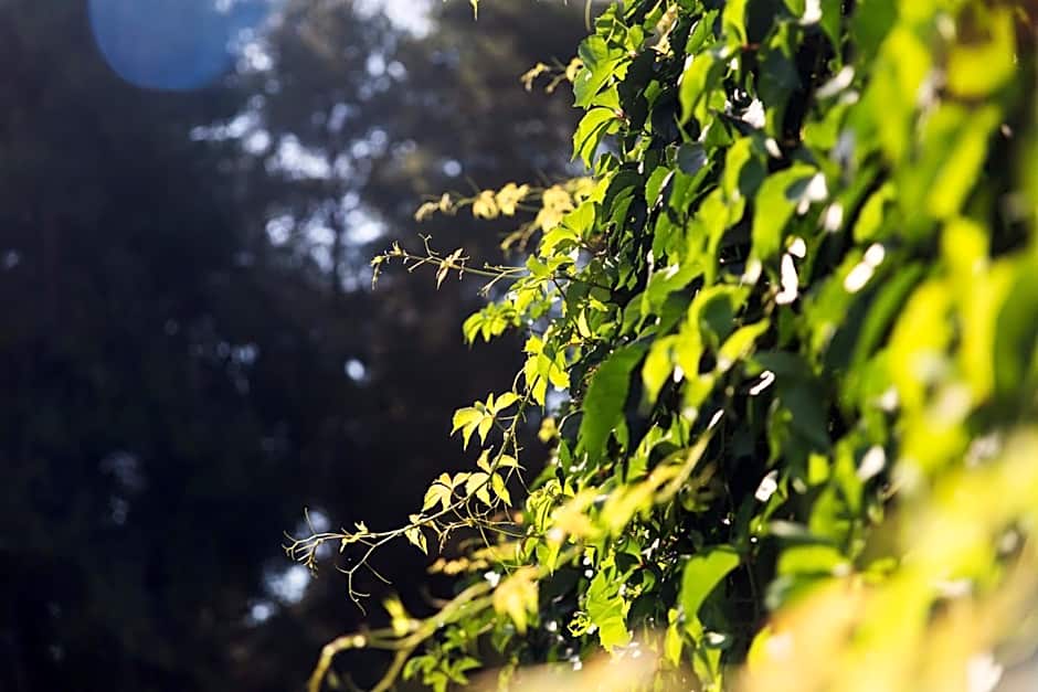 Roditsa Patritsia Apartments