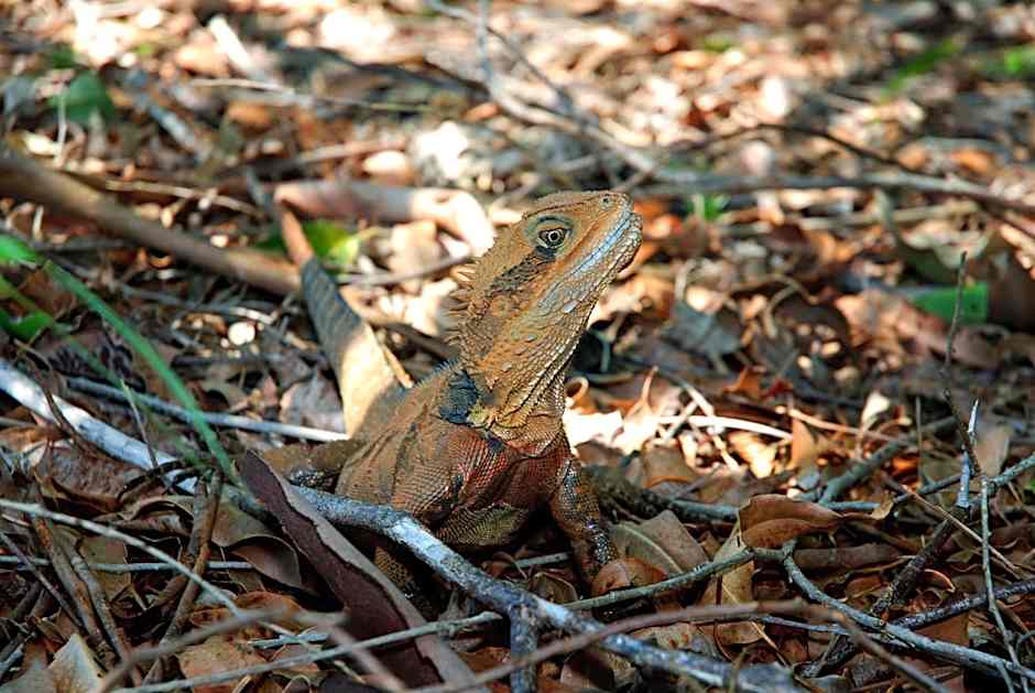 Flynns on Surf Beach Villas