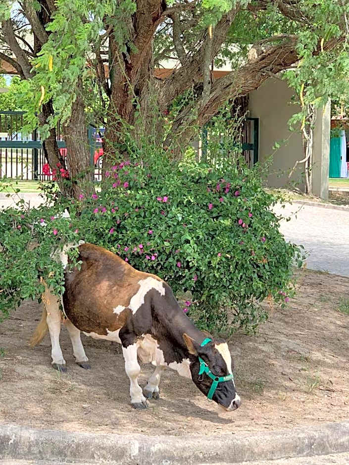 Monte Castelo Gravatá