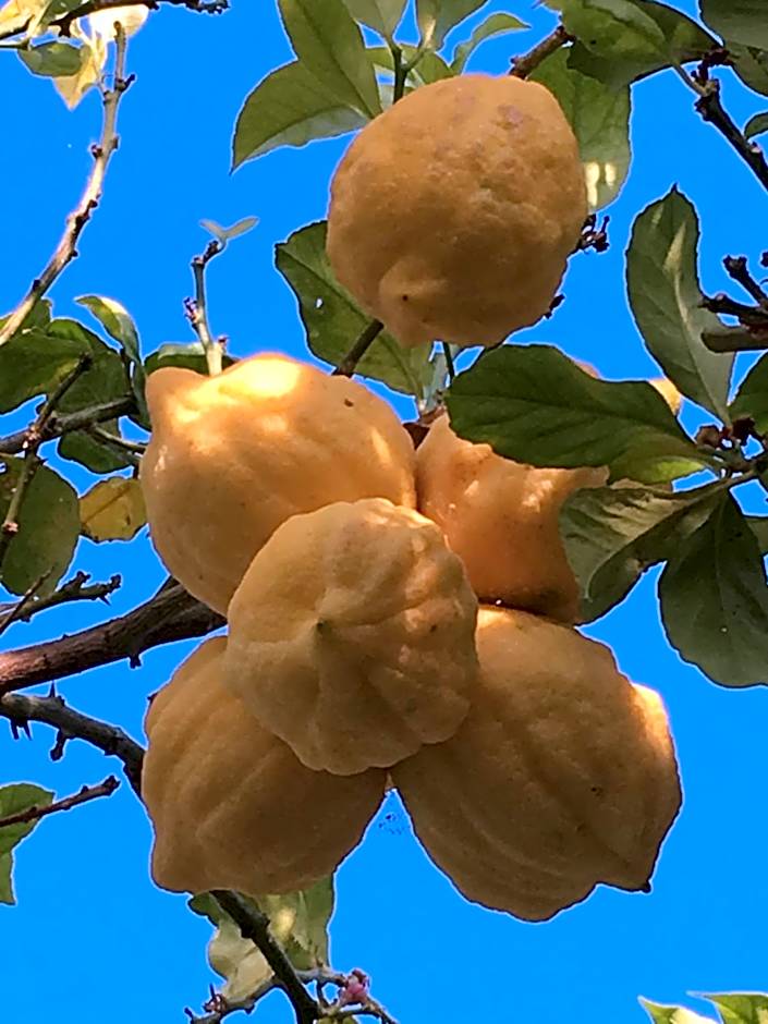 Poggio Aragosta Hotel & Spa