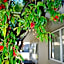 Almond Court Motel