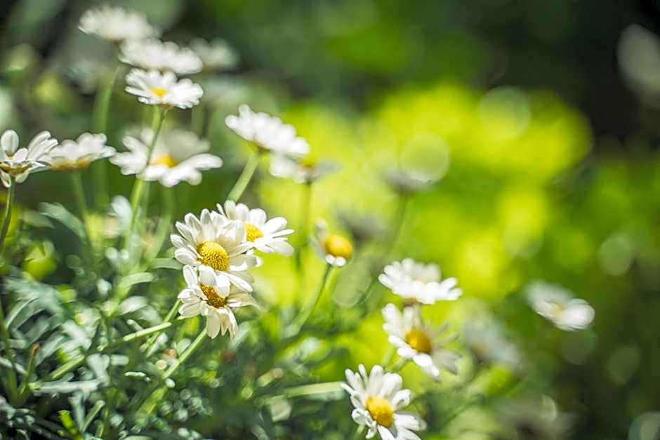 Les Jardins de Baracane