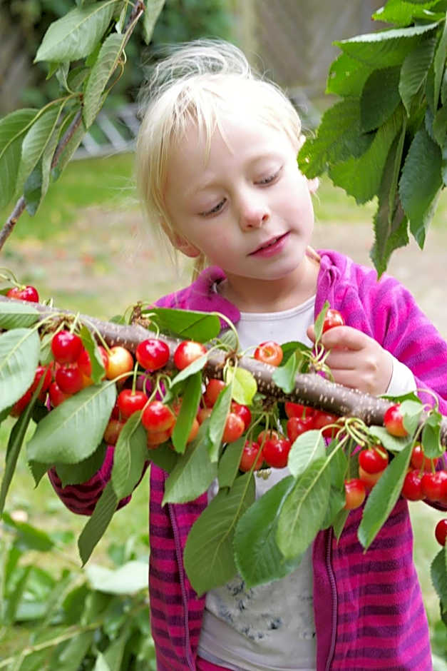 Harzer Feriengarten 4 Sterne