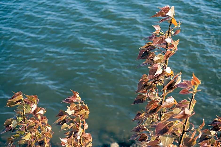 Bellevue Hotel and Suites