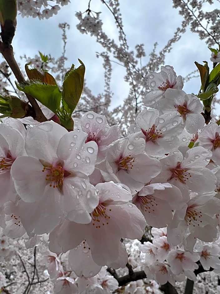 HOTEL ZEN-Adult Only