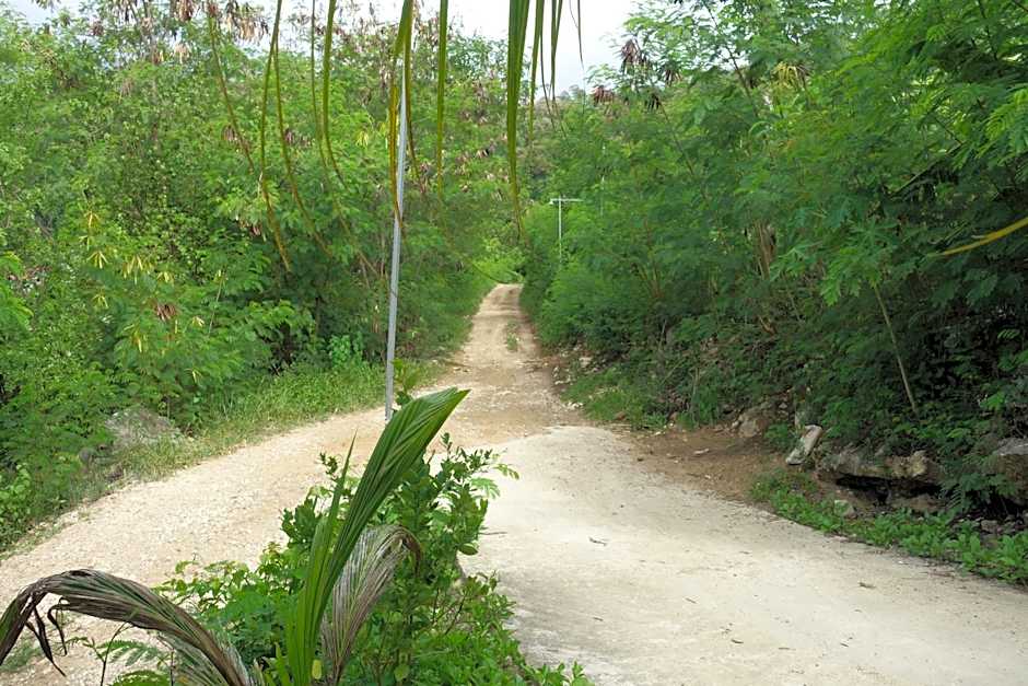 Tarsan Homestay