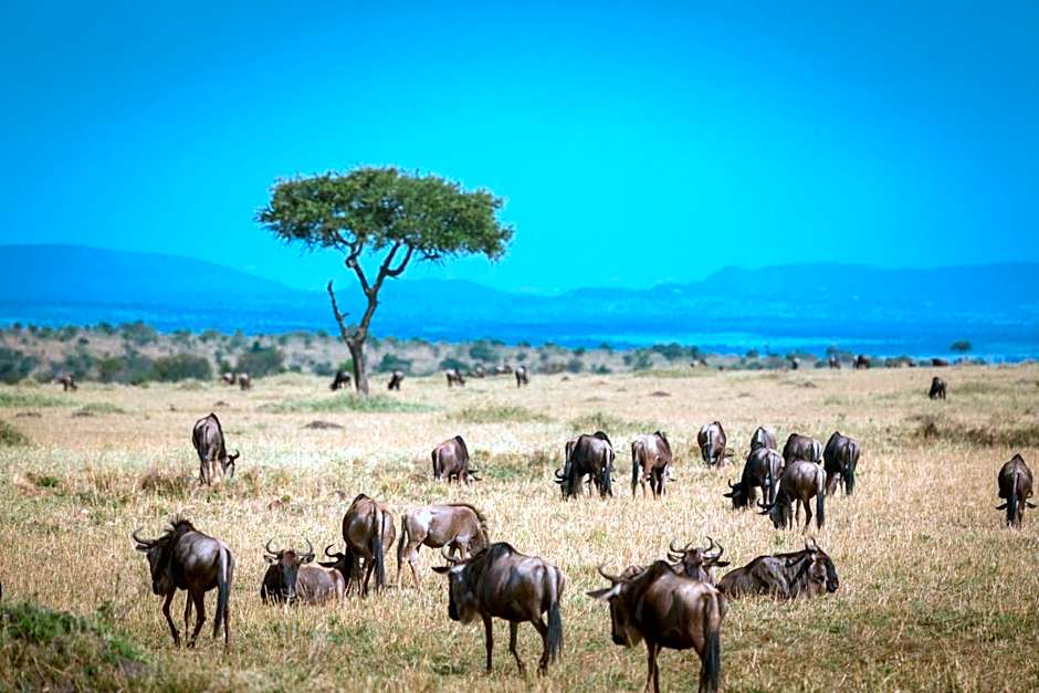 Gnu Mara River Camp
