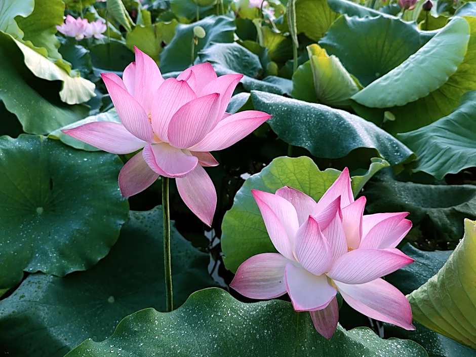 Yangshuo Tea Cozy--one way Free pick up from airport or TS 4 nights