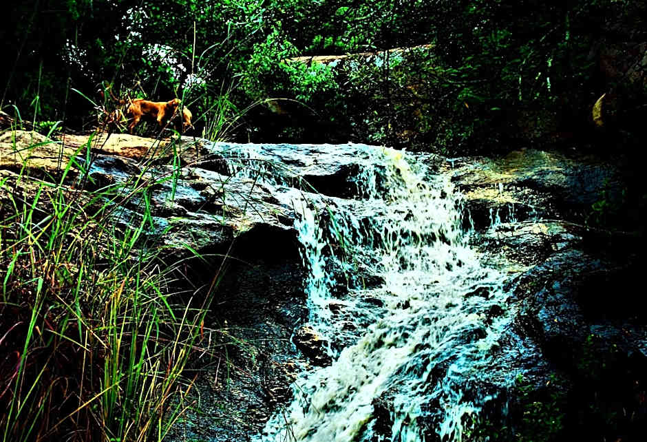 Graceland Eco Retreat