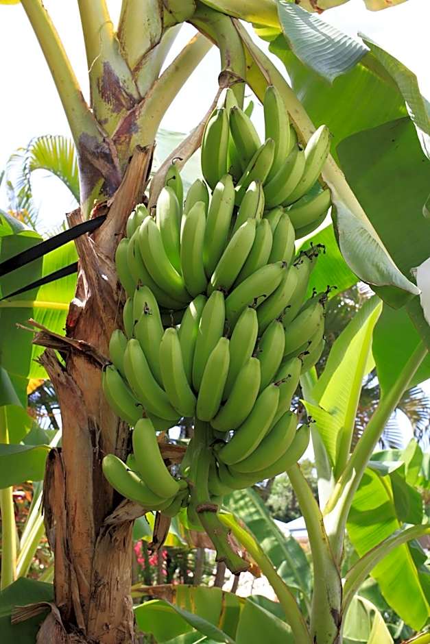 Hôtel Les Bananiers