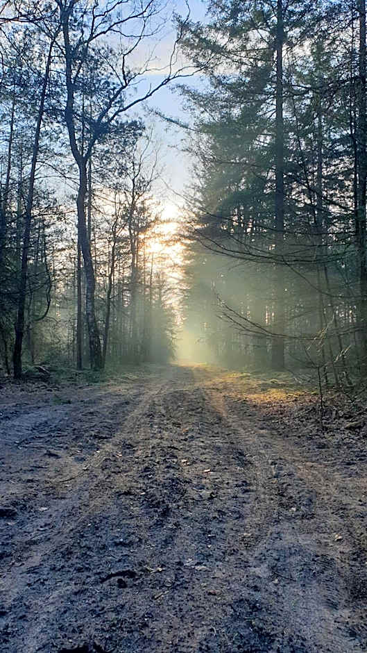 Pipowagen Bed bij Bos