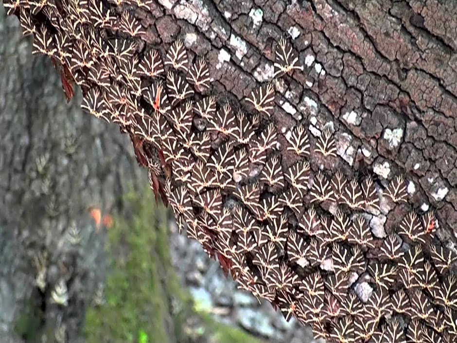 Oasis Hotel Bungalows Afandou Rhodes