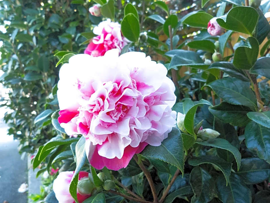 ASURE Highpark Motor Inn