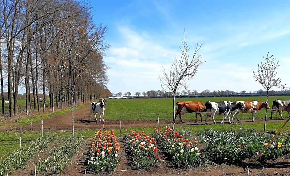 Bed and Breakfast De Volkelse Hooiberg