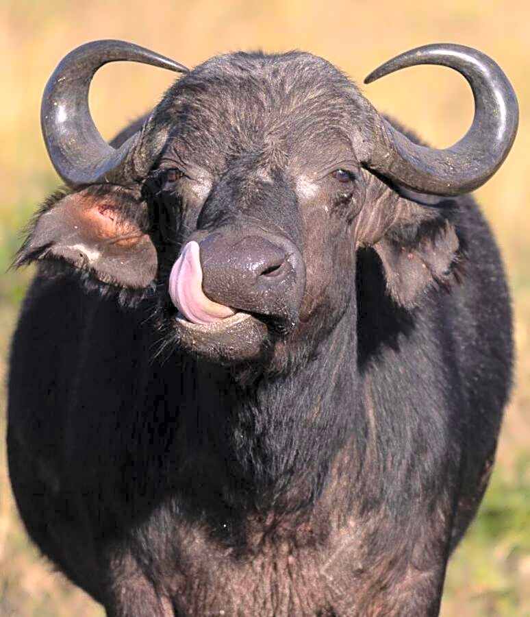 Leopard Hills Private Game Reserve