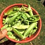 Pousada Serra da Matinha - vegetariana