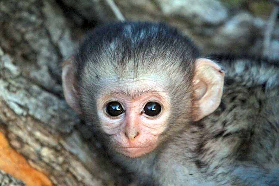 Leopard Hills Private Game Reserve