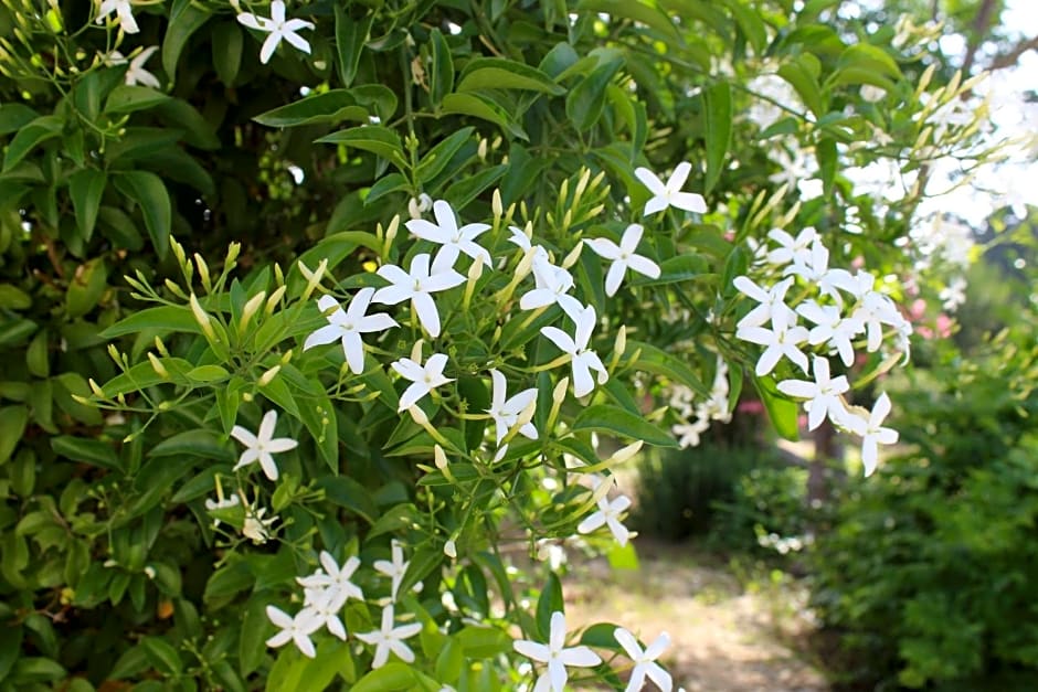 La Lanterna delle Fate