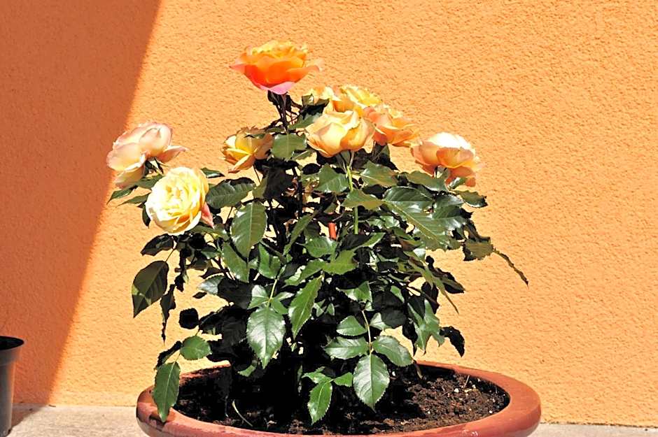 Hotel-Restaurant Schwaiger***