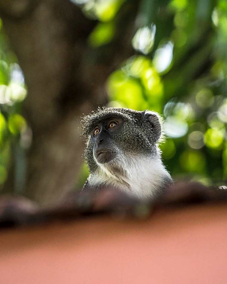 Diani Sea Lodge - All Inclusive