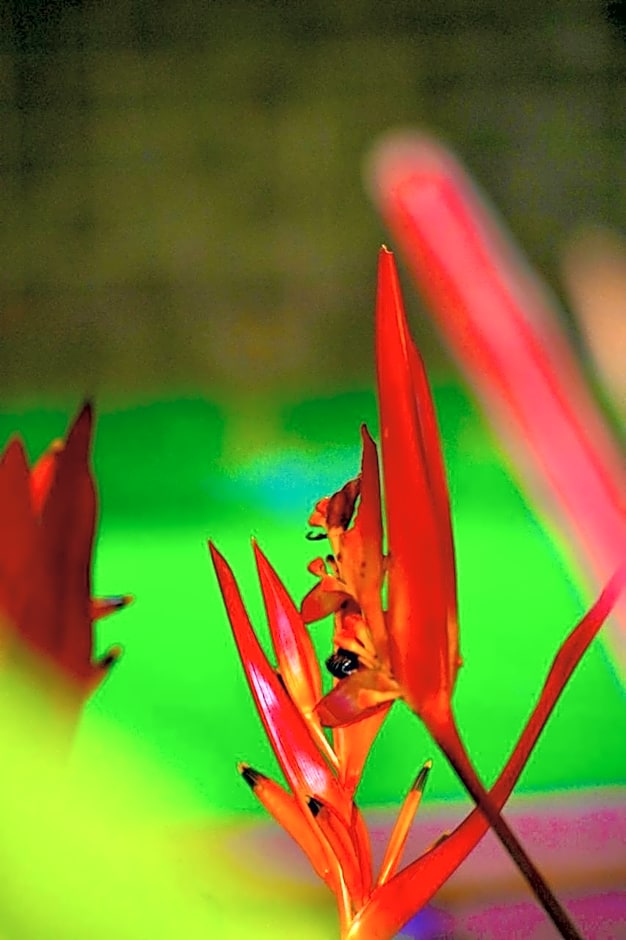 Mangabeiras - Casa de Hóspedes