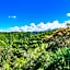 Teniqua Treetops